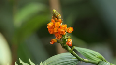 Elleanthus aurantiacus