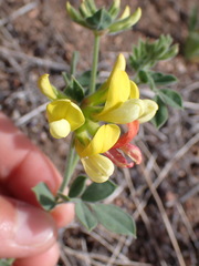 Acmispon grandiflorus