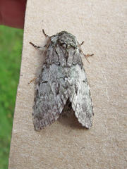 Macrurocampa marthesia