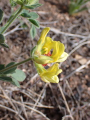 Acmispon grandiflorus