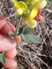 Acmispon grandiflorus