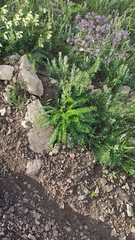 Astragalus wolgensis