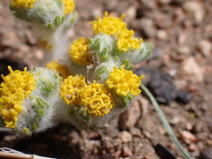 Eriophyllum pringlei