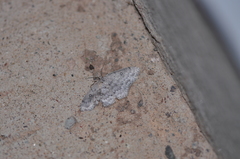 Cyclophora pendulinaria