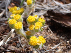 Eriophyllum pringlei