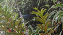 Diglossa caerulescens
