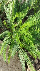 Astragalus wolgensis