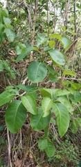 Pisonia subcordata