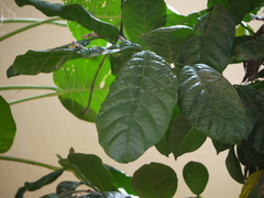 Coffea liberica