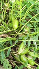 Astragalus wolgensis