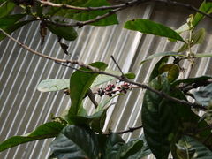 Coffea liberica