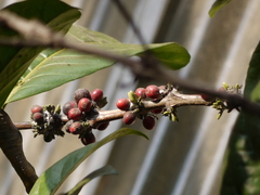 Coffea liberica