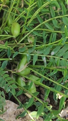 Astragalus wolgensis