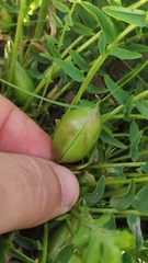 Astragalus wolgensis