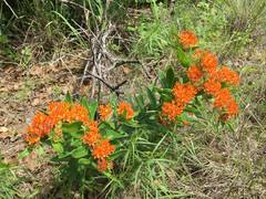 Asclepias tuberosa interior