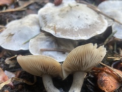 Clitocybe glacialis