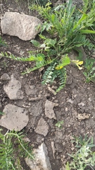 Astragalus wolgensis