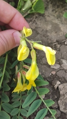 Astragalus wolgensis