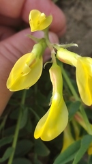 Astragalus wolgensis