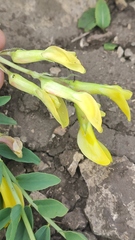 Astragalus wolgensis