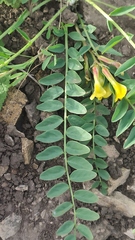 Astragalus wolgensis