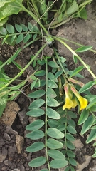 Astragalus wolgensis