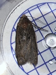 Agrotis exclamationis