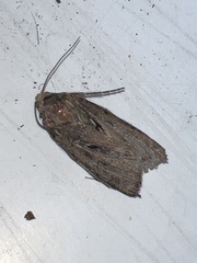 Agrotis exclamationis