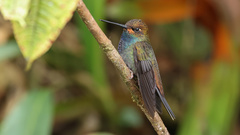 Urochroa bougueri