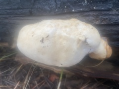 Spongiporus leucospongia