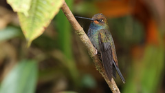 Urochroa bougueri