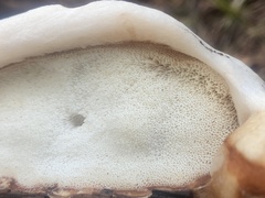 Spongiporus leucospongia
