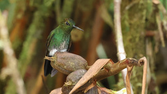 Haplophaedia aureliae