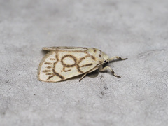 Miltochrista synestramena