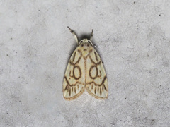 Miltochrista synestramena