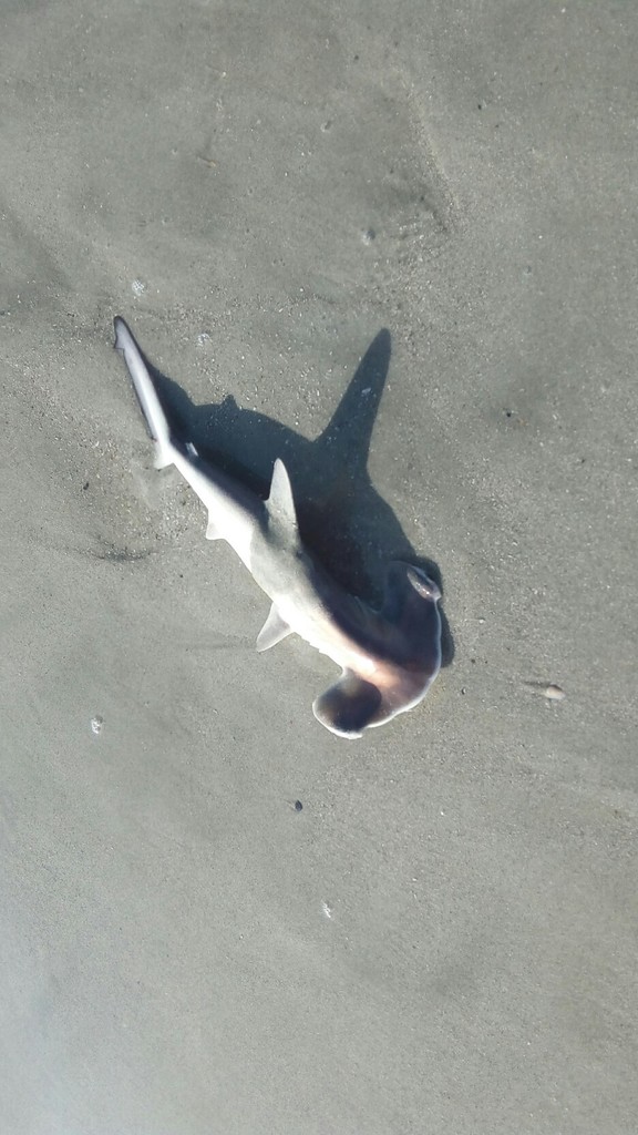 Carolina Hammerhead