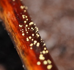 Lachnum pteridophyllum