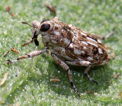 Cylindrocopturus adspersus