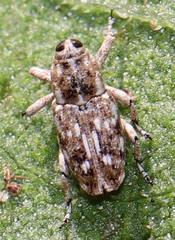 Cylindrocopturus adspersus