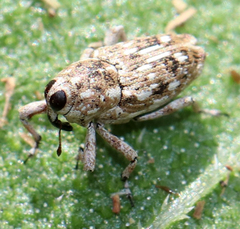 Cylindrocopturus adspersus