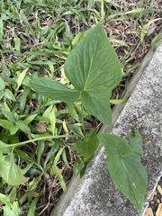 Typhonium trilobatum