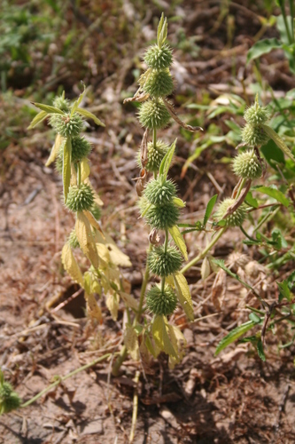 Whitewort