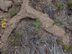 Thomomys talpoides