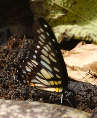 Graphium chironides