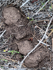 Thomomys talpoides