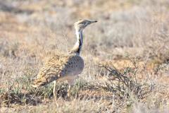 Chlamydotis macqueenii