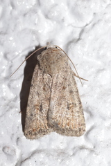 Caradrina clavipalpis