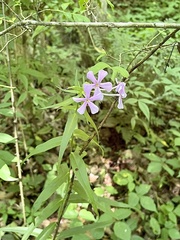 Phlox carolina