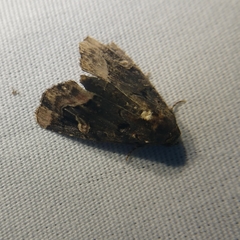 Homophoberia apicosa
