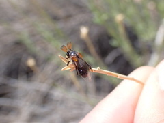 Ripiphorus diadasiae